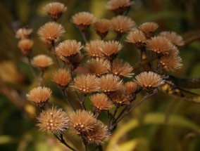 冬去春来，季节的轮回与生命的觉醒